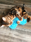 valeriaan katten speeltje